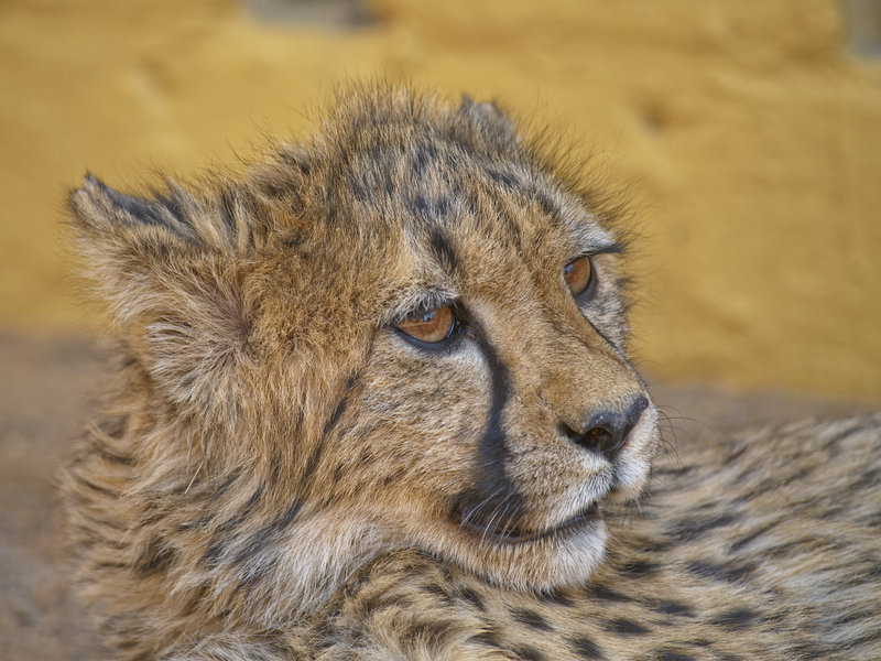 Amani Lodge, Cheetah